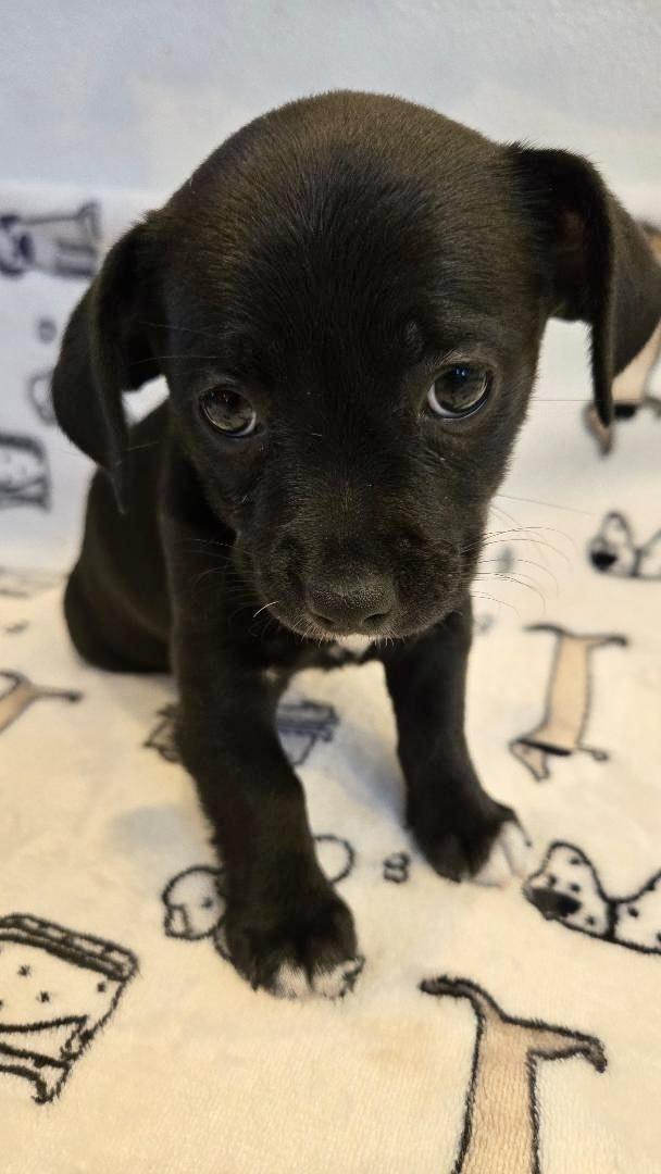Grace, Adoptable, Puppy Female Chihuahua.
