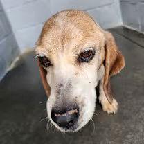 Maggie, Adopted, Senior Female Beagle.