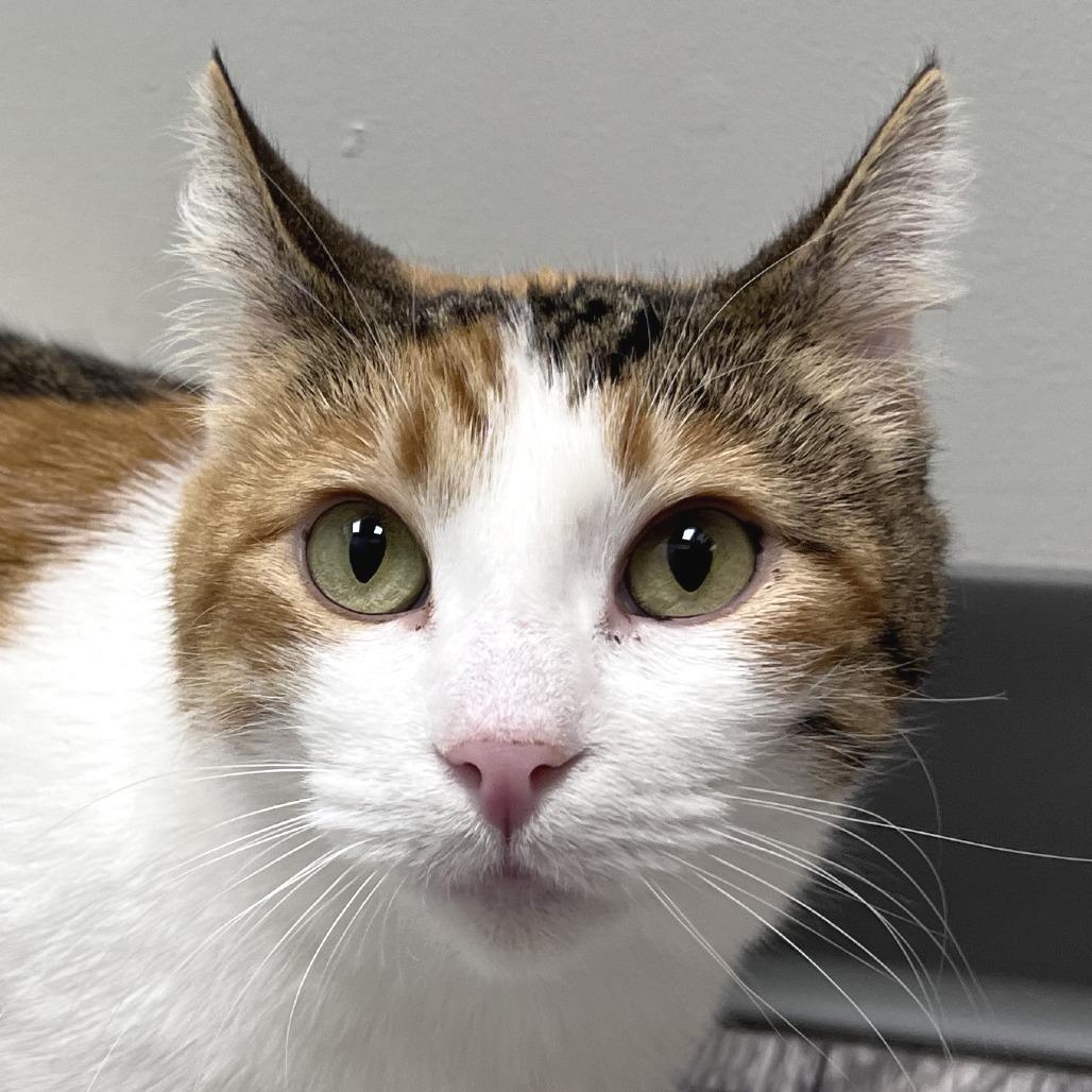 Martha May, a ADOPTABLE Calico in St. Louis, MO image 1/4