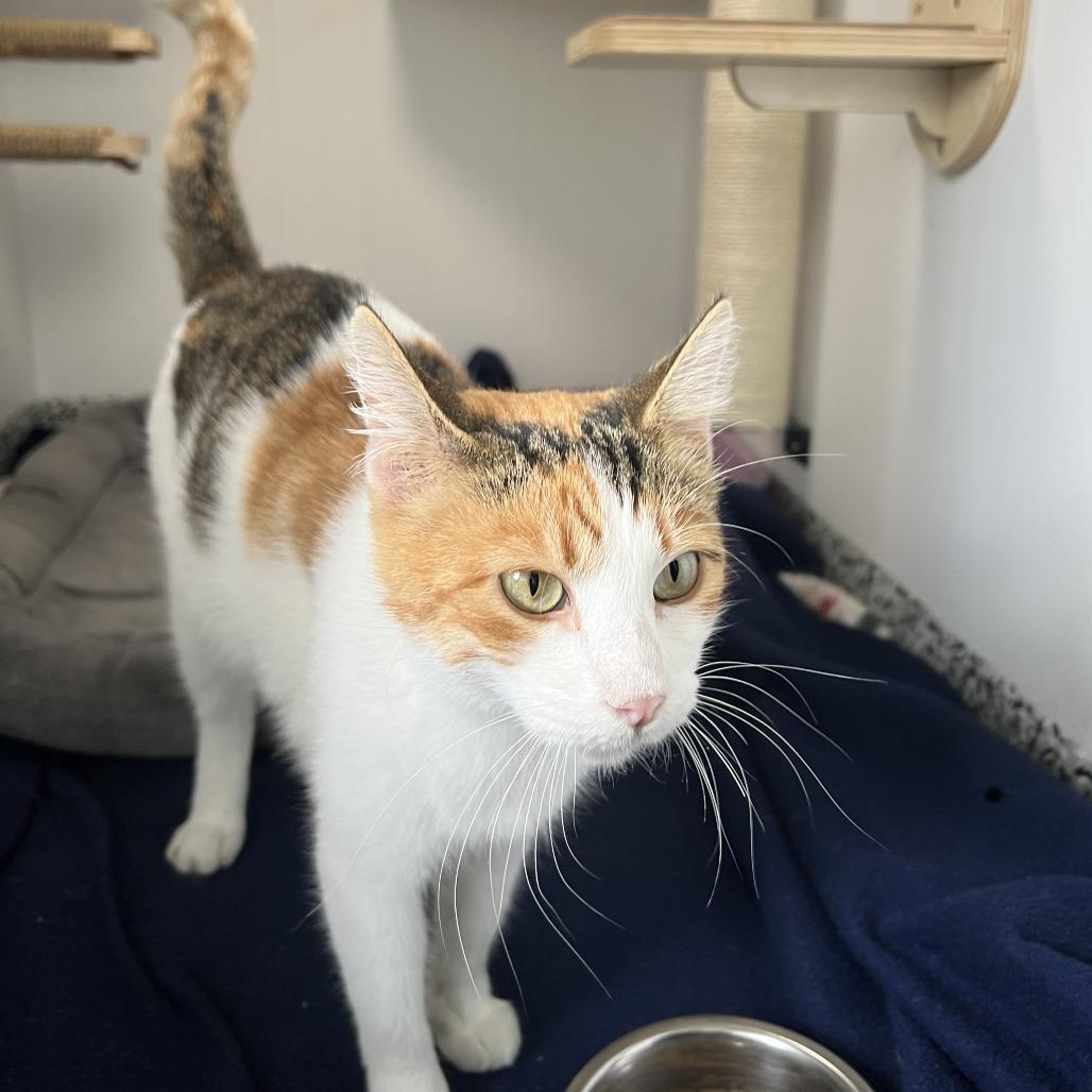 Martha May, a ADOPTABLE Calico in St. Louis, MO image 4/4