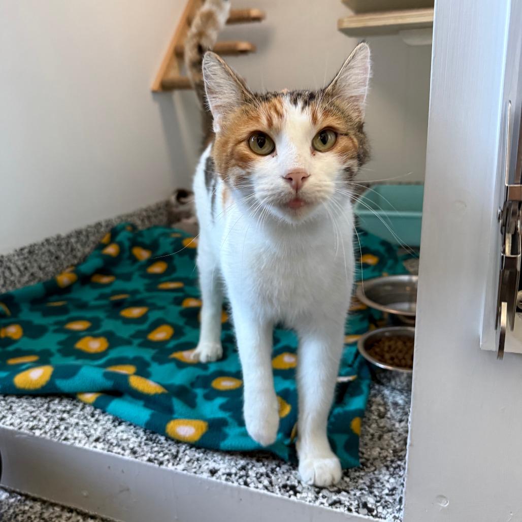 Martha May, a ADOPTABLE Calico in St. Louis, MO image 3/4