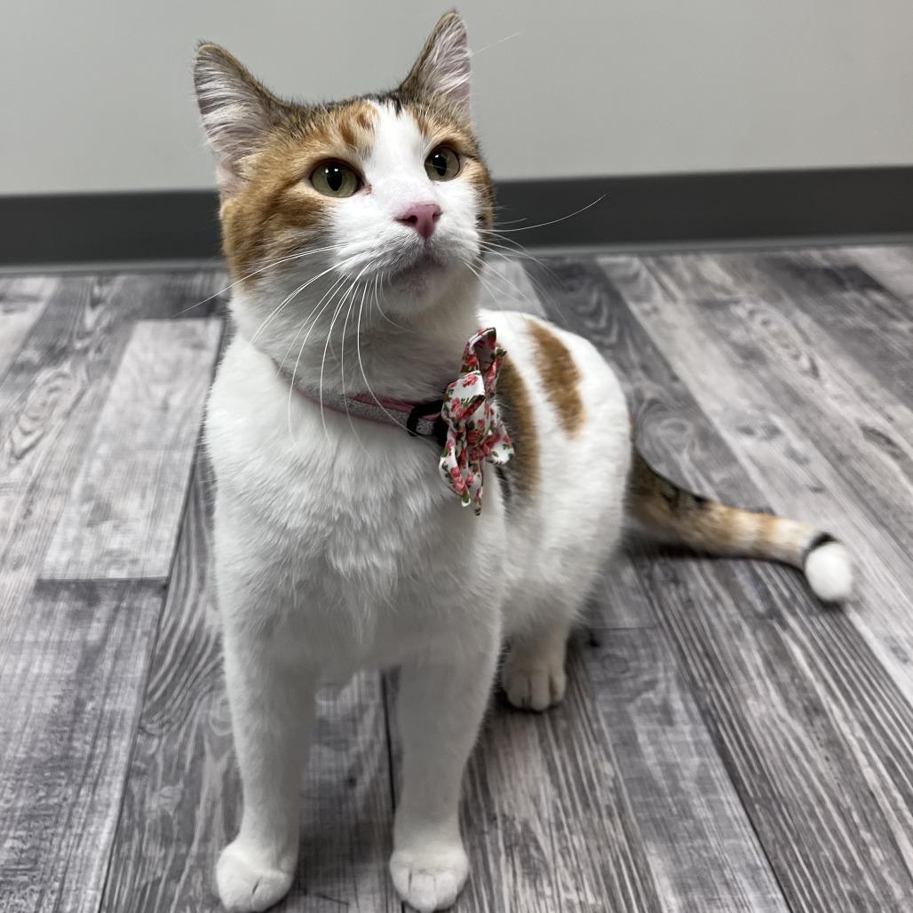 Martha May, a ADOPTABLE Calico in St. Louis, MO image 2/4