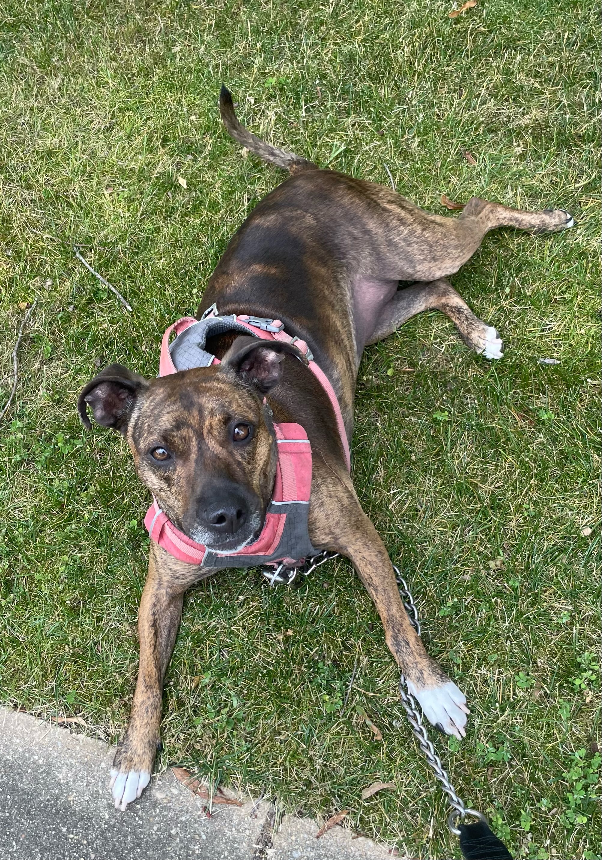 Enlarge Truffles, a Adoptable Terrier in Waldorf, MD image 1/4