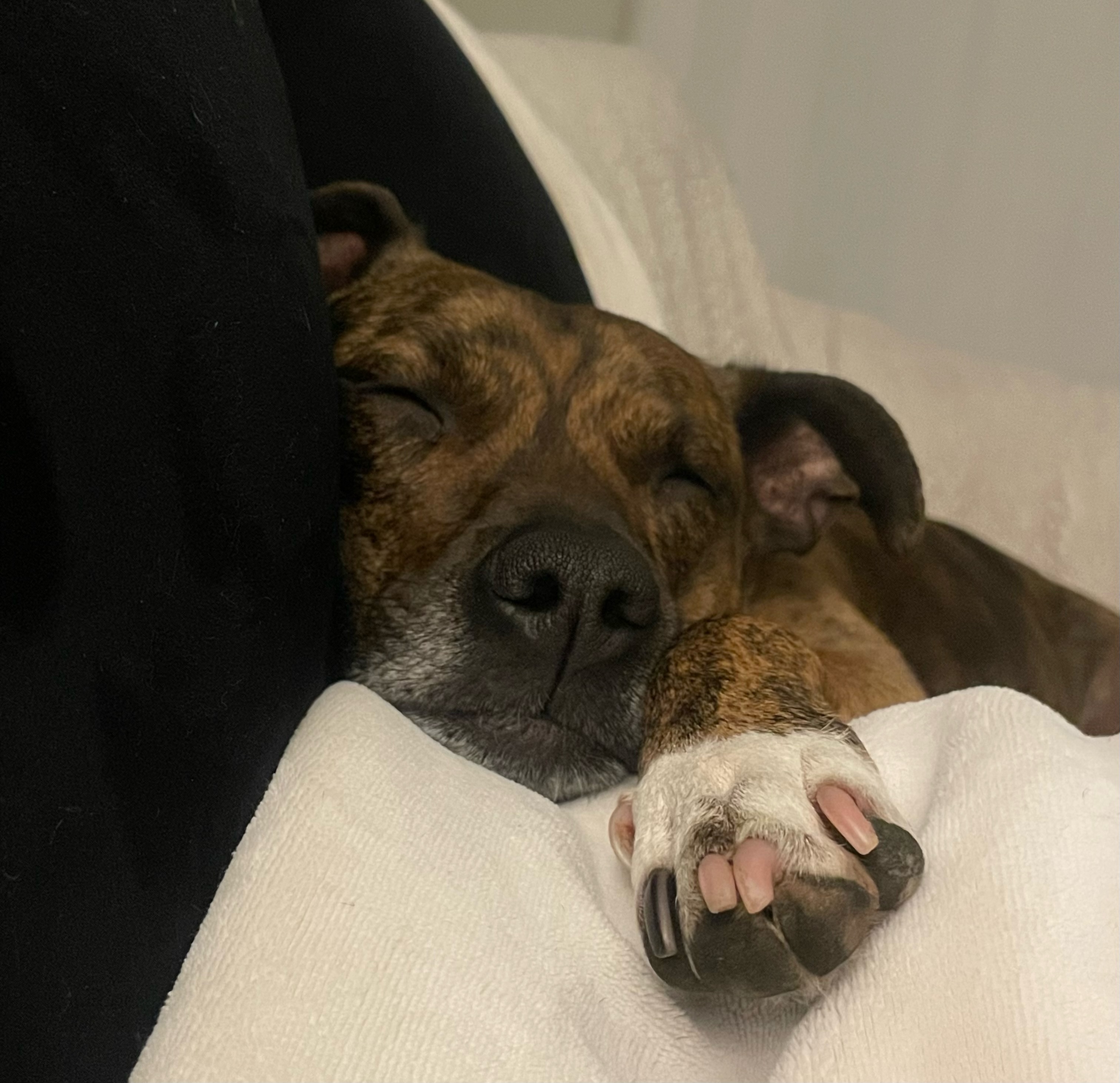 Enlarge Truffles, a Adoptable Terrier in Waldorf, MD image 2/4