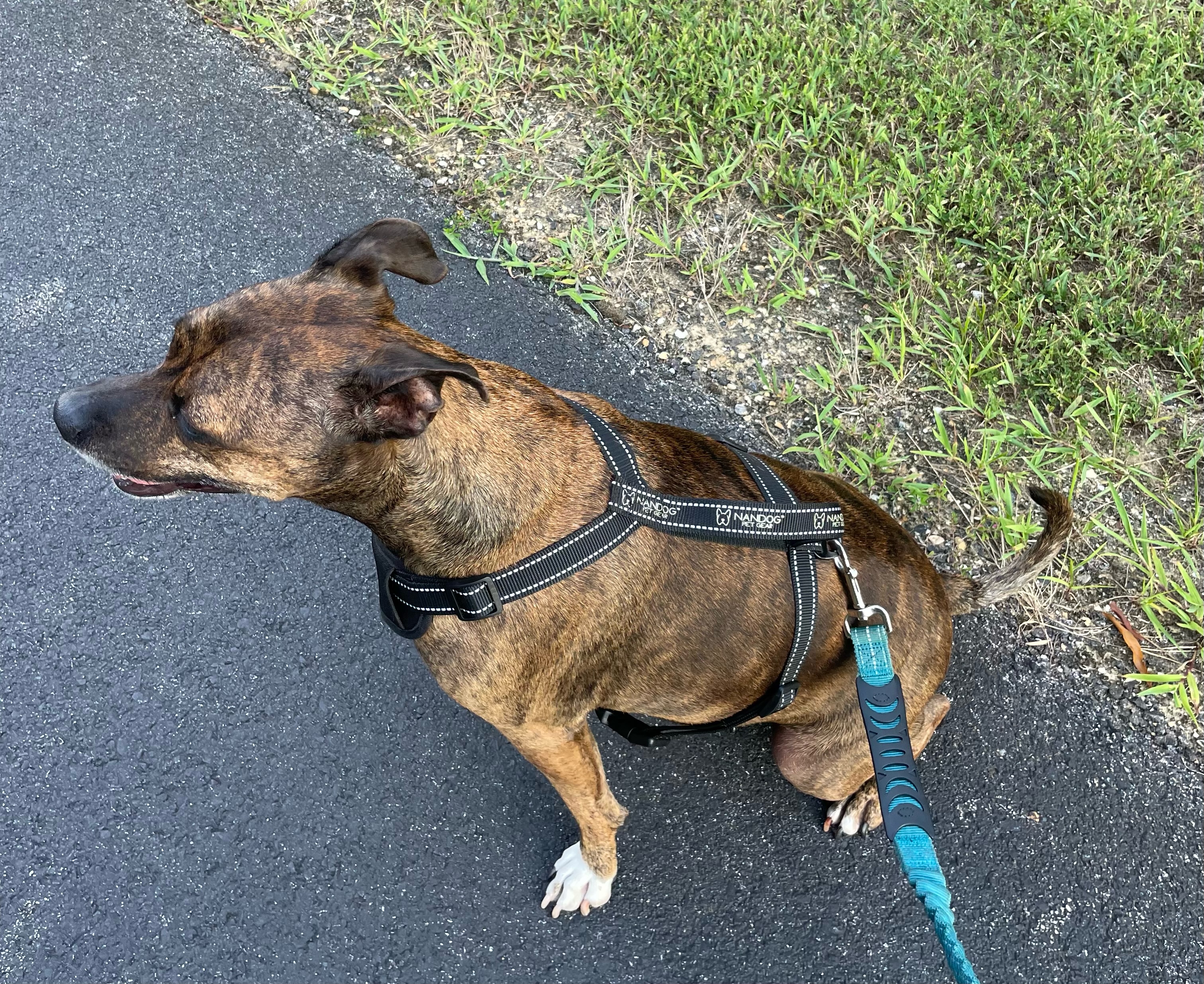 Enlarge Truffles, a Adoptable Terrier in Waldorf, MD image 3/4