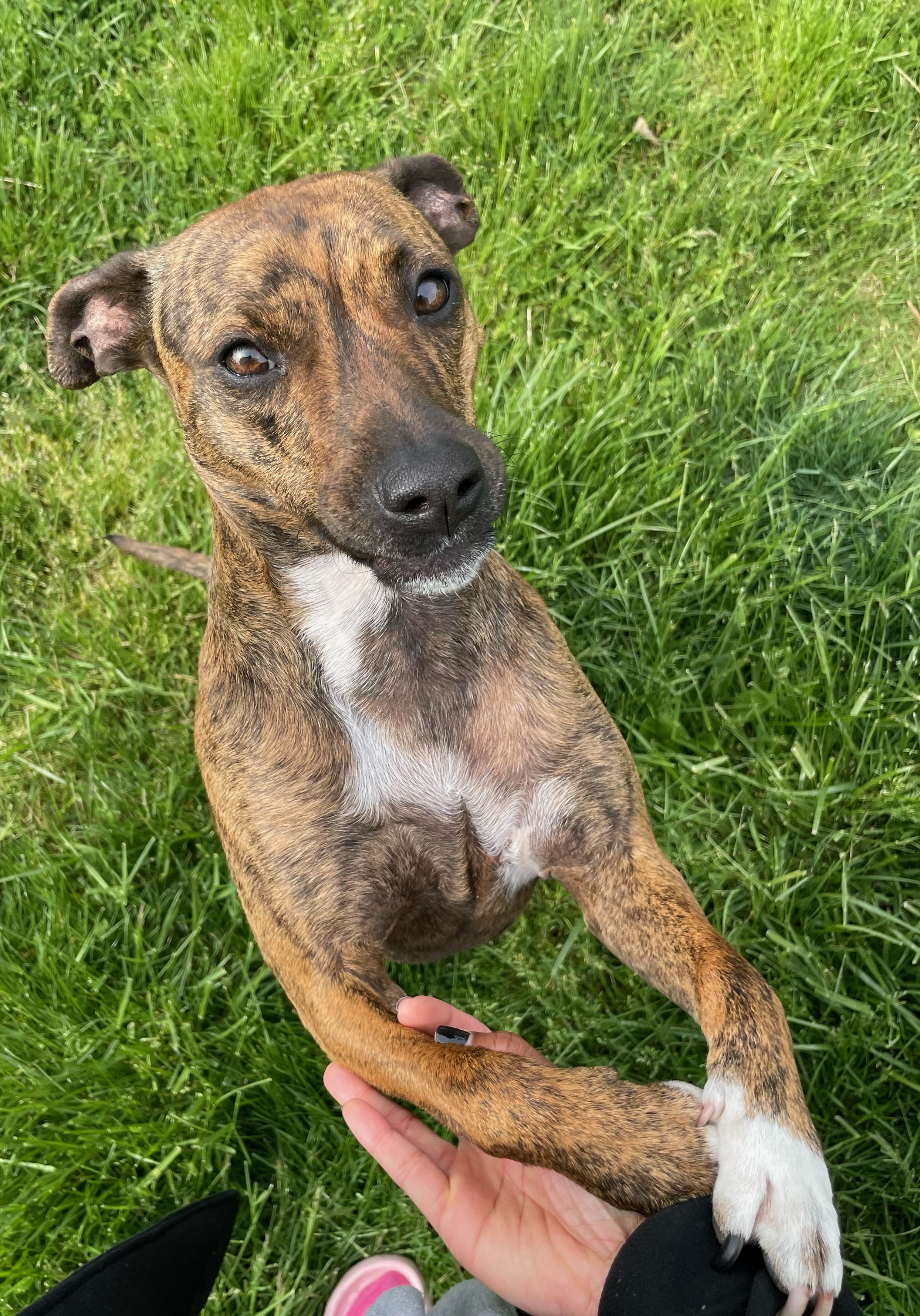 Truffles, Adoptable, Adult Female Terrier.