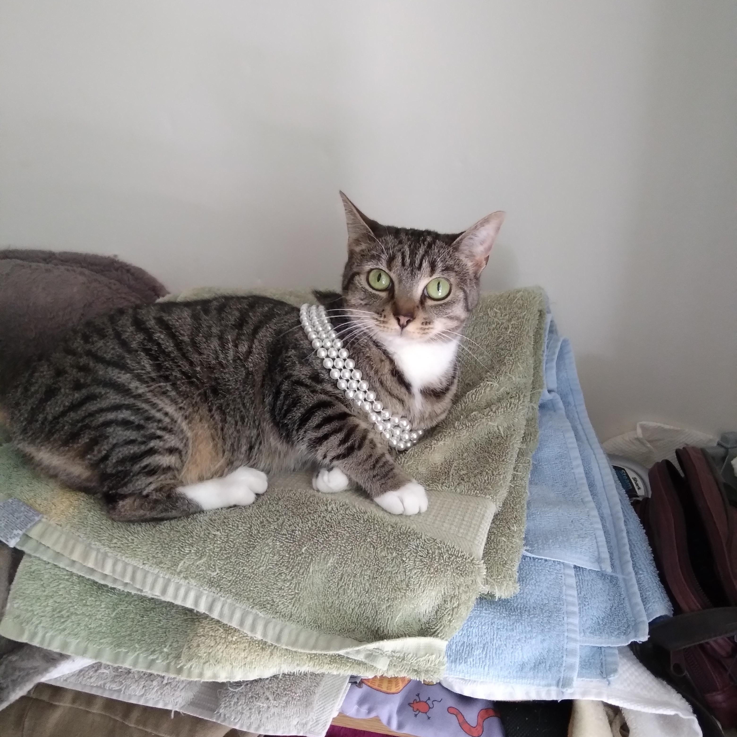 Jenny, Adoptable, Young Female Domestic Short Hair.