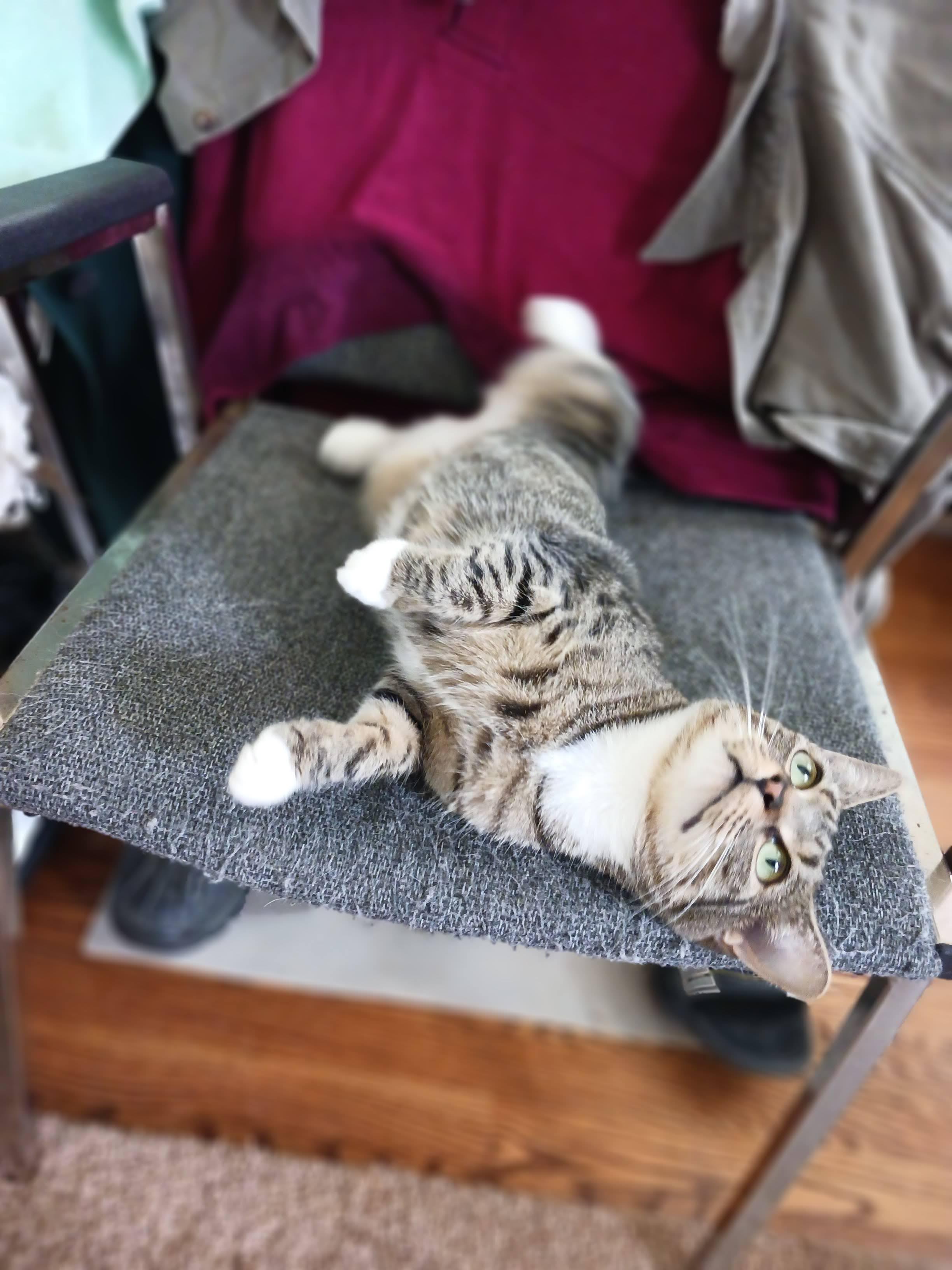 Enlarge Jenny, a Adoptable Domestic Short Hair in Lexington, NC image 2/2