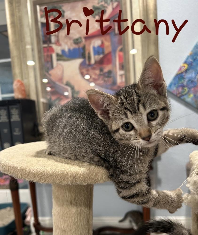 Enlarge Brittany, a Adoptable Domestic Short Hair in Safety Harbor, FL image 1/1