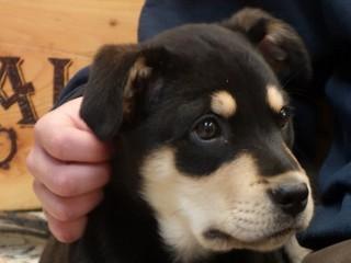 Enlarge Panda, an adoptable mixed breed in Anaconda, MT image 2/6