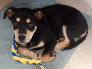 Enlarge Panda, an adoptable mixed breed in Anaconda, MT image 6/6