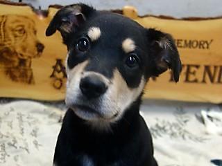 Enlarge Panda, an adoptable mixed breed in Anaconda, MT image 1/6
