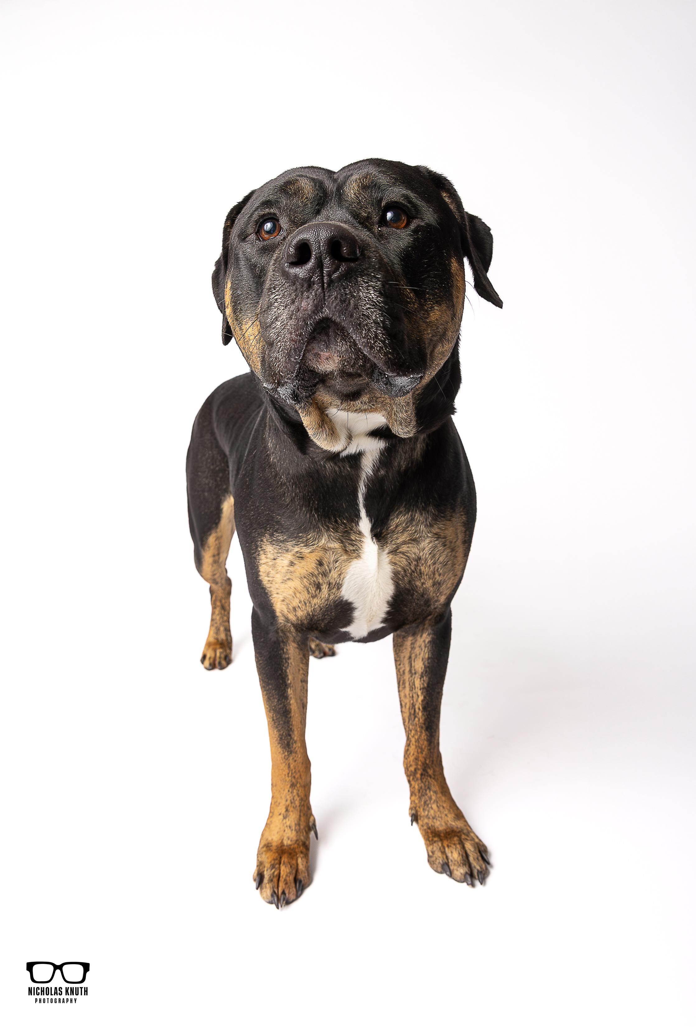 Enlarge Beckett, a ADOPTABLE mixed breed in Palatine, IL image 4/6