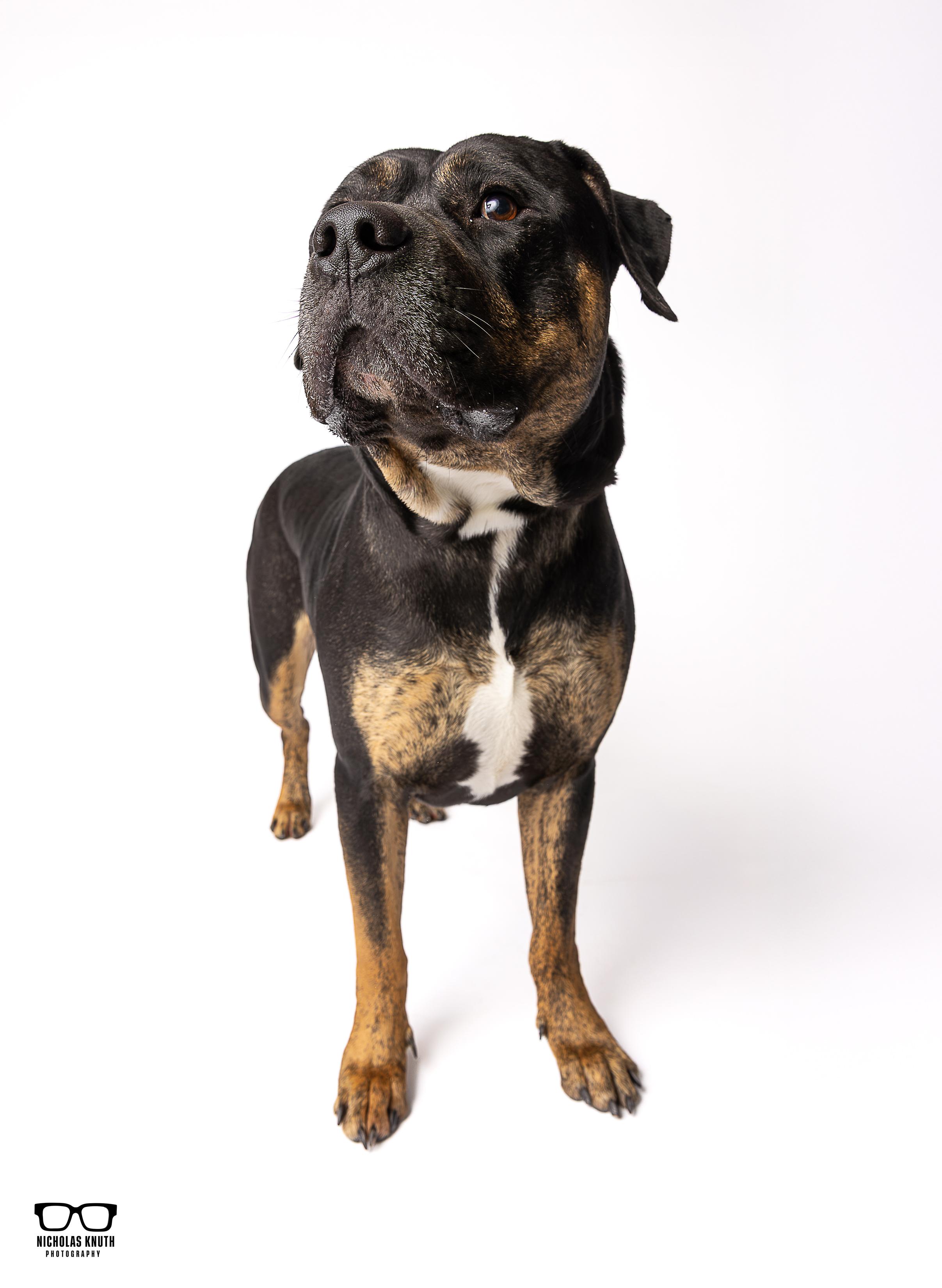 Enlarge Beckett, a ADOPTABLE mixed breed in Palatine, IL image 5/6