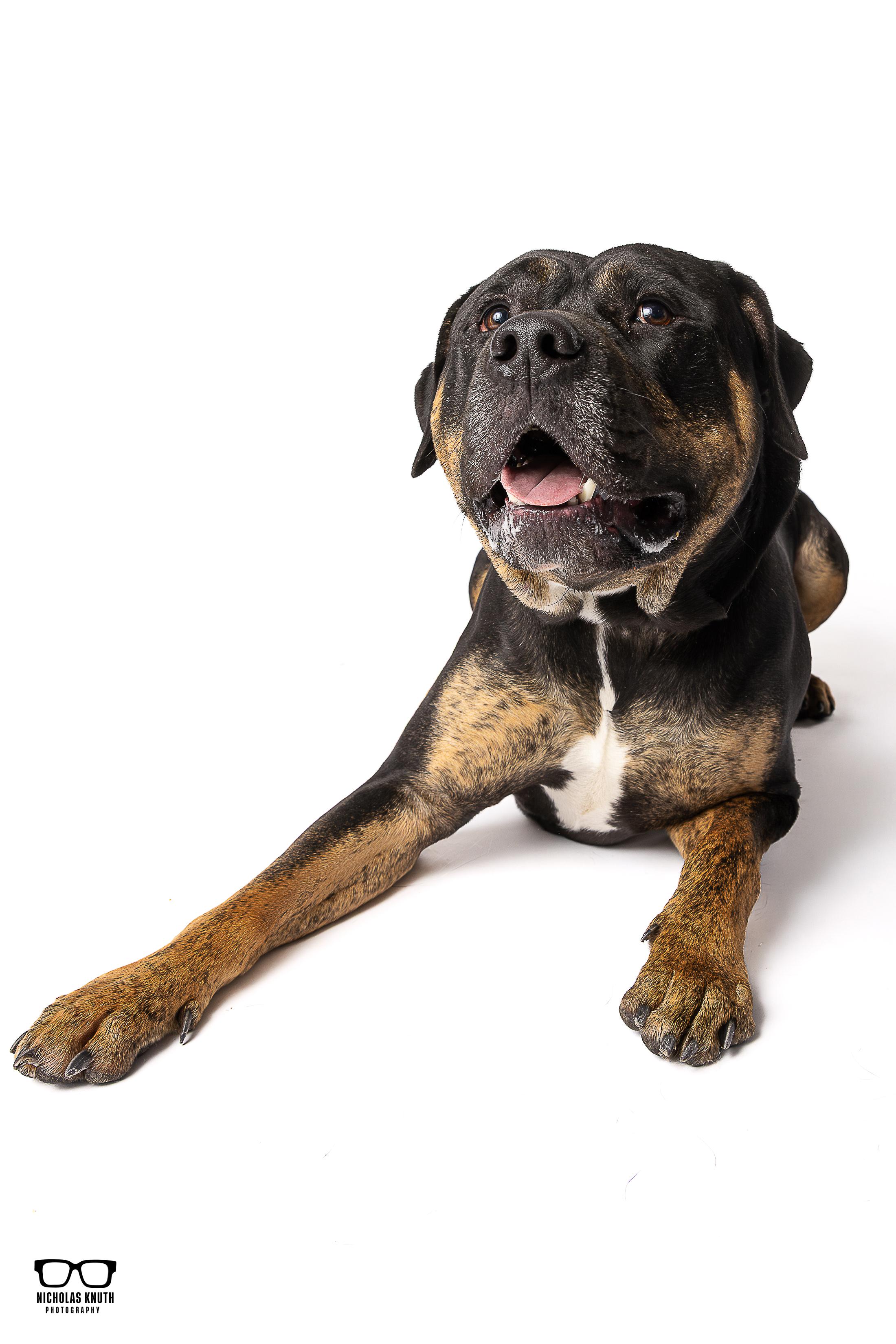 Enlarge Beckett, a ADOPTABLE mixed breed in Palatine, IL image 3/6