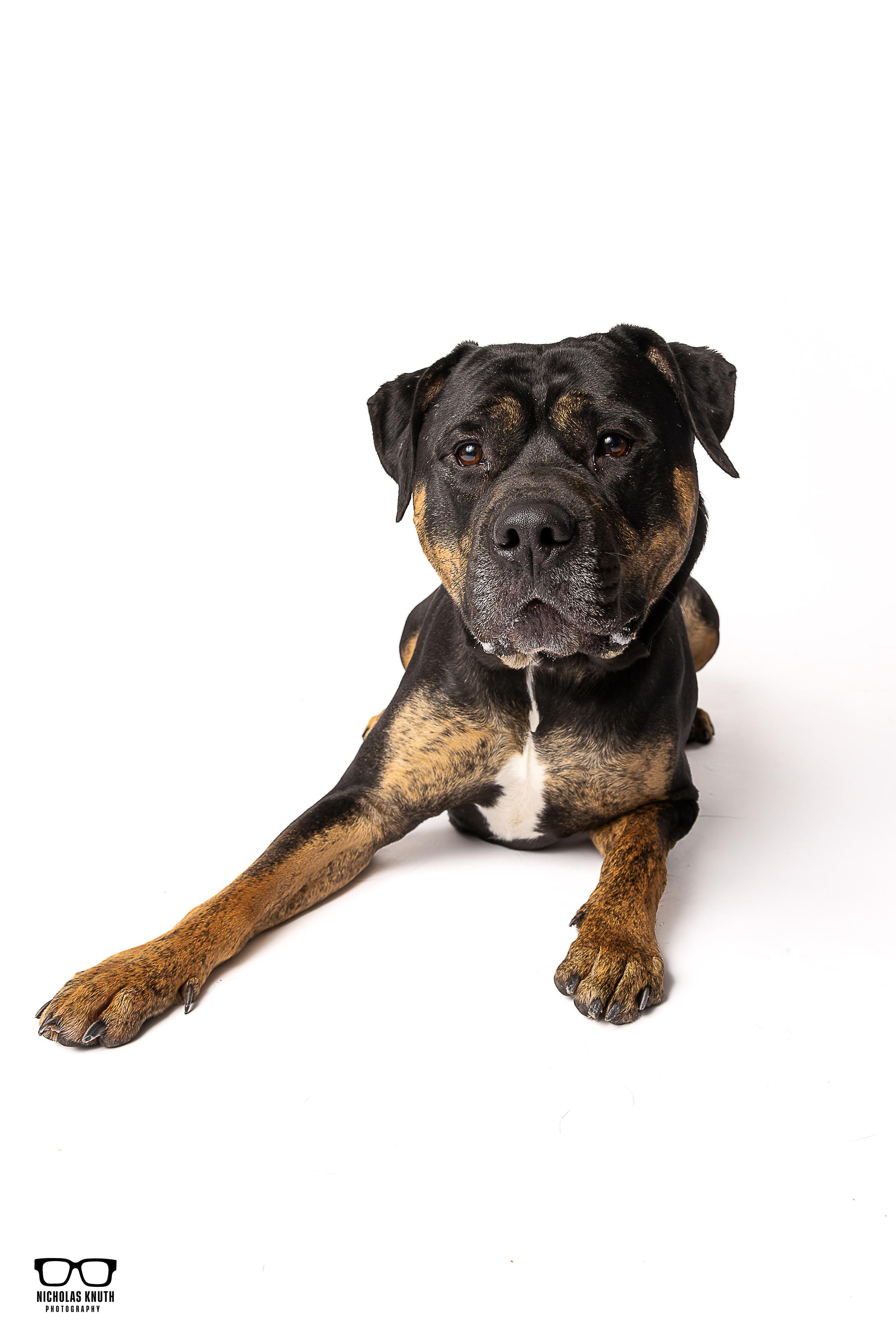 Enlarge Beckett, a ADOPTABLE mixed breed in Palatine, IL image 1/6