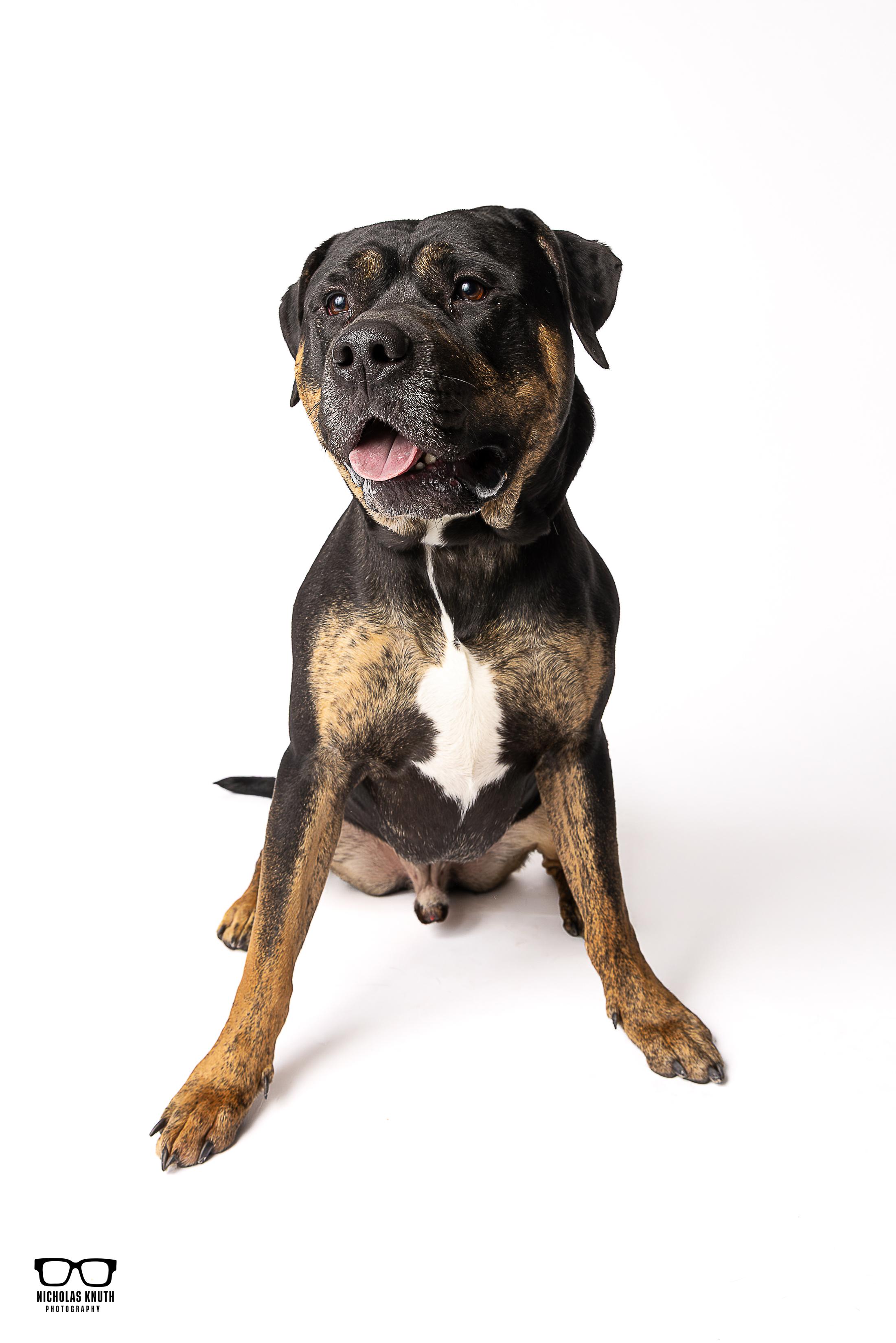 Enlarge Beckett, a ADOPTABLE mixed breed in Palatine, IL image 2/6