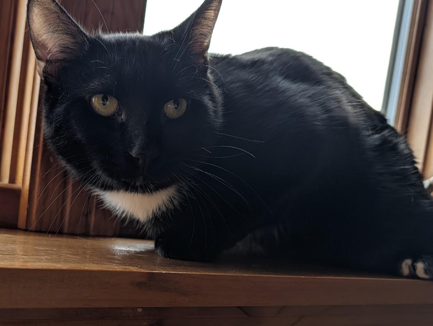 Pepper, Adoptable, Young Male Domestic Short Hair.