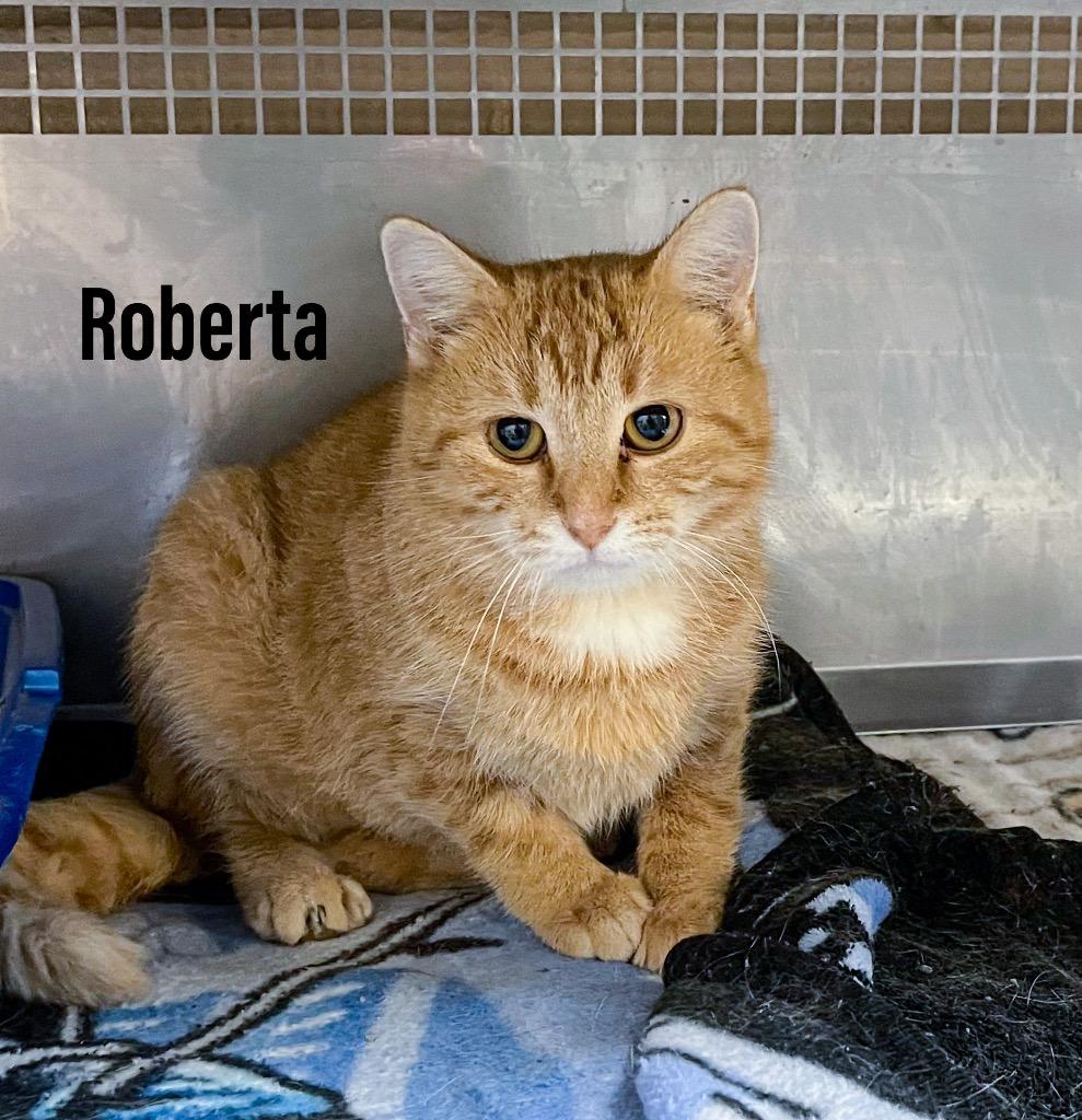 Roberta, Adoptable, Adult Female Domestic Short Hair.