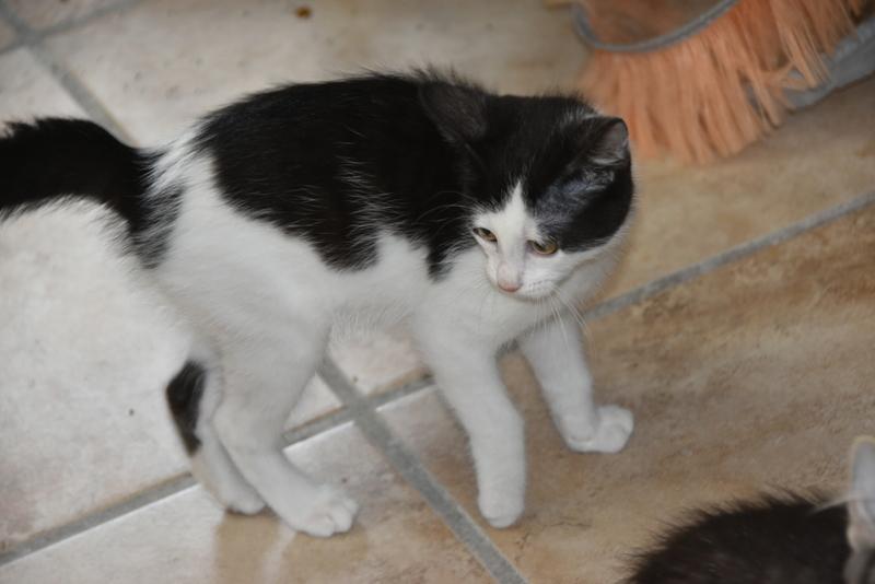 Hawn (BSM-Fostered in TN), Baby Female unknown