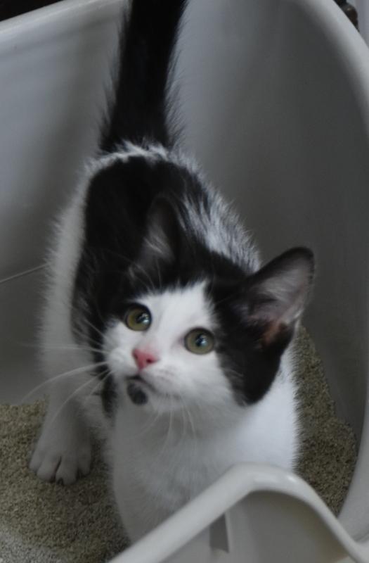 Hawn (Tara-Fostered in New England) photo 2