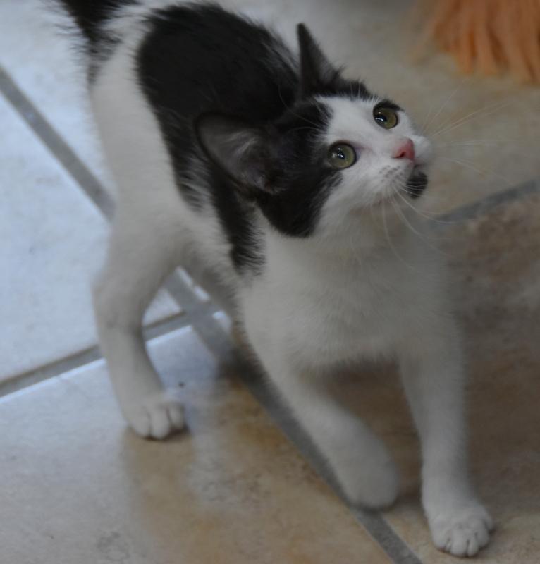Hawn (Tara-Fostered in New England) photo 3