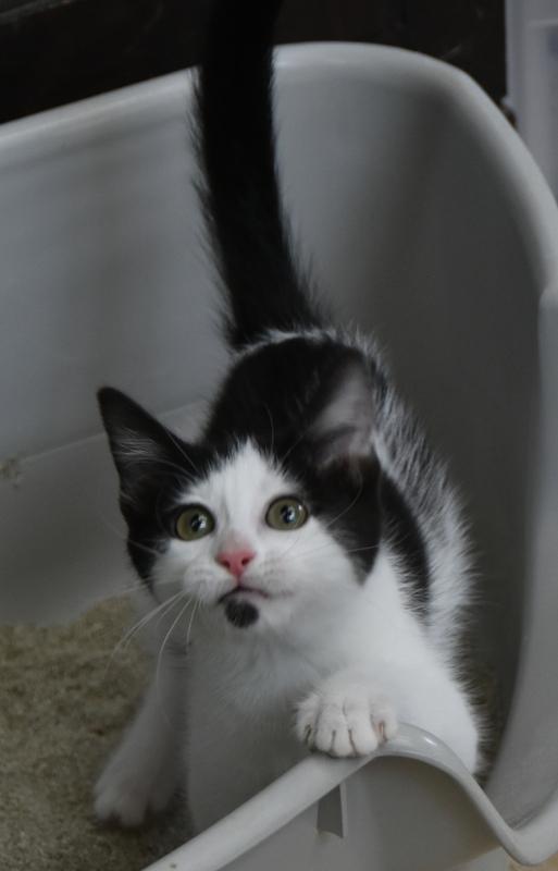 Hawn (Tara-Fostered in New England) photo 4