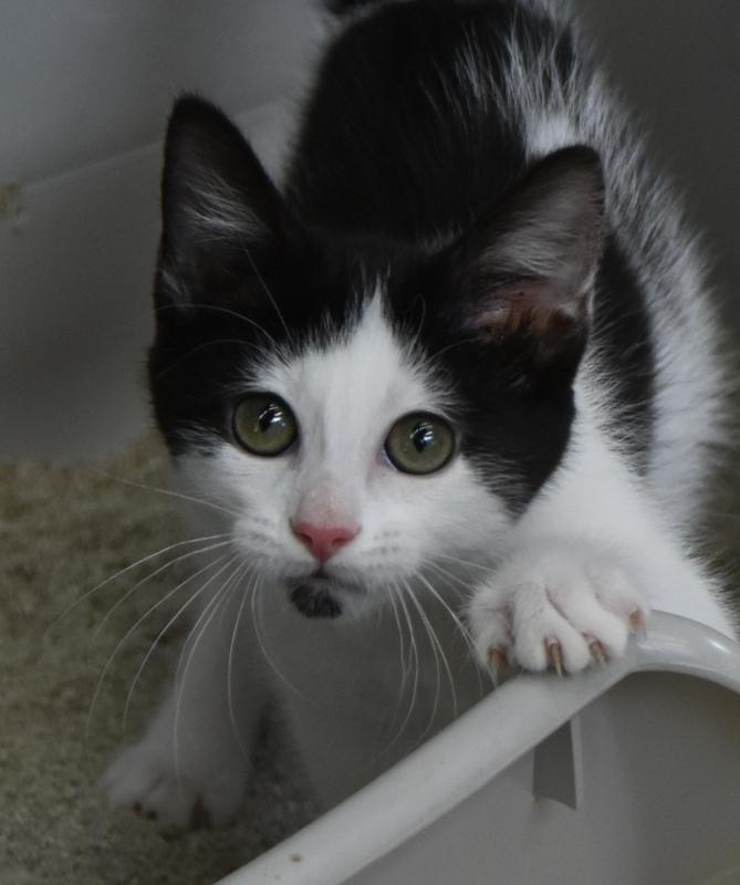 Hawn (Tara-Fostered in New England) photo 5