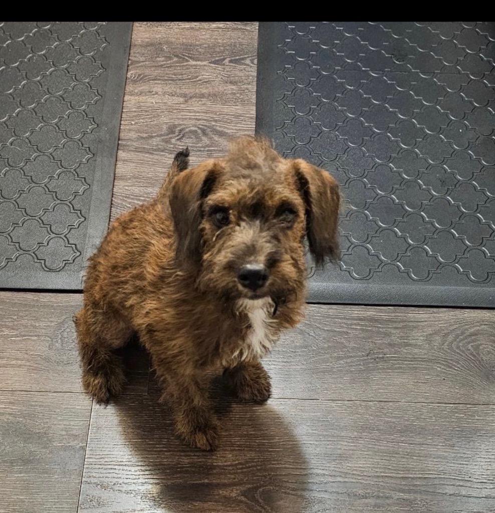 Sadie, Adoptable, Puppy Female Terrier.