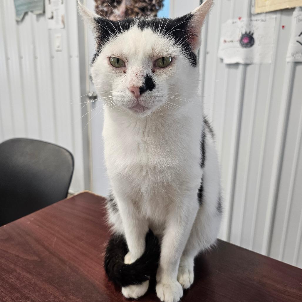 Enlarge Robby, a Adoptable Domestic Short Hair in Corydon, IN image 1/5