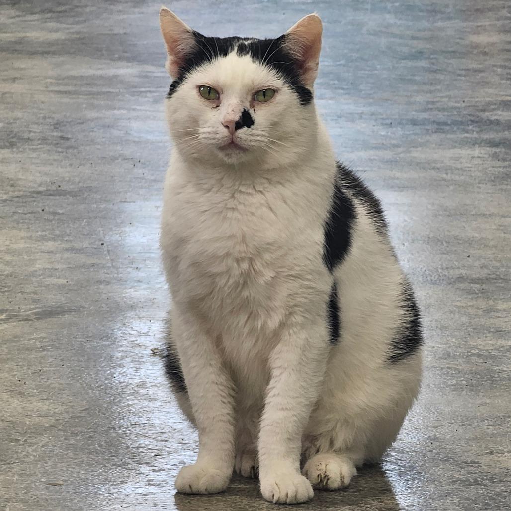 Enlarge Robby, a Adoptable Domestic Short Hair in Corydon, IN image 3/5
