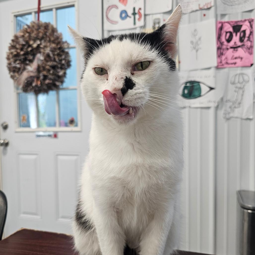 Enlarge Robby, a Adoptable Domestic Short Hair in Corydon, IN image 4/5
