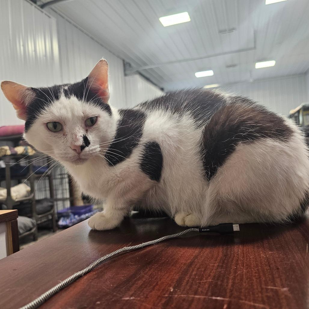 Enlarge Robby, a Adoptable Domestic Short Hair in Corydon, IN image 5/5