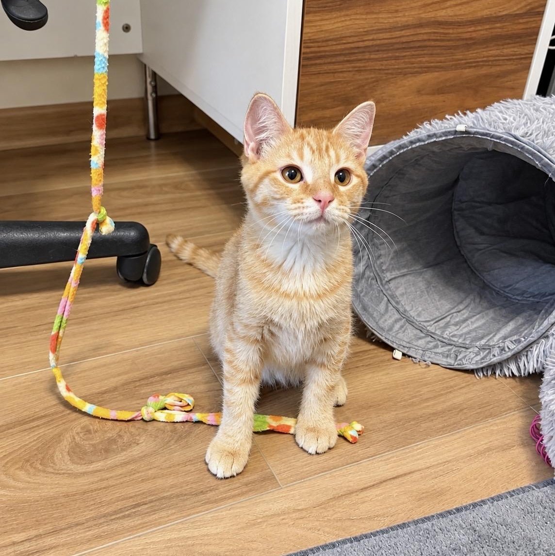 Enlarge Spud, a Adoptable Tabby in Pickerington, OH image 1/6