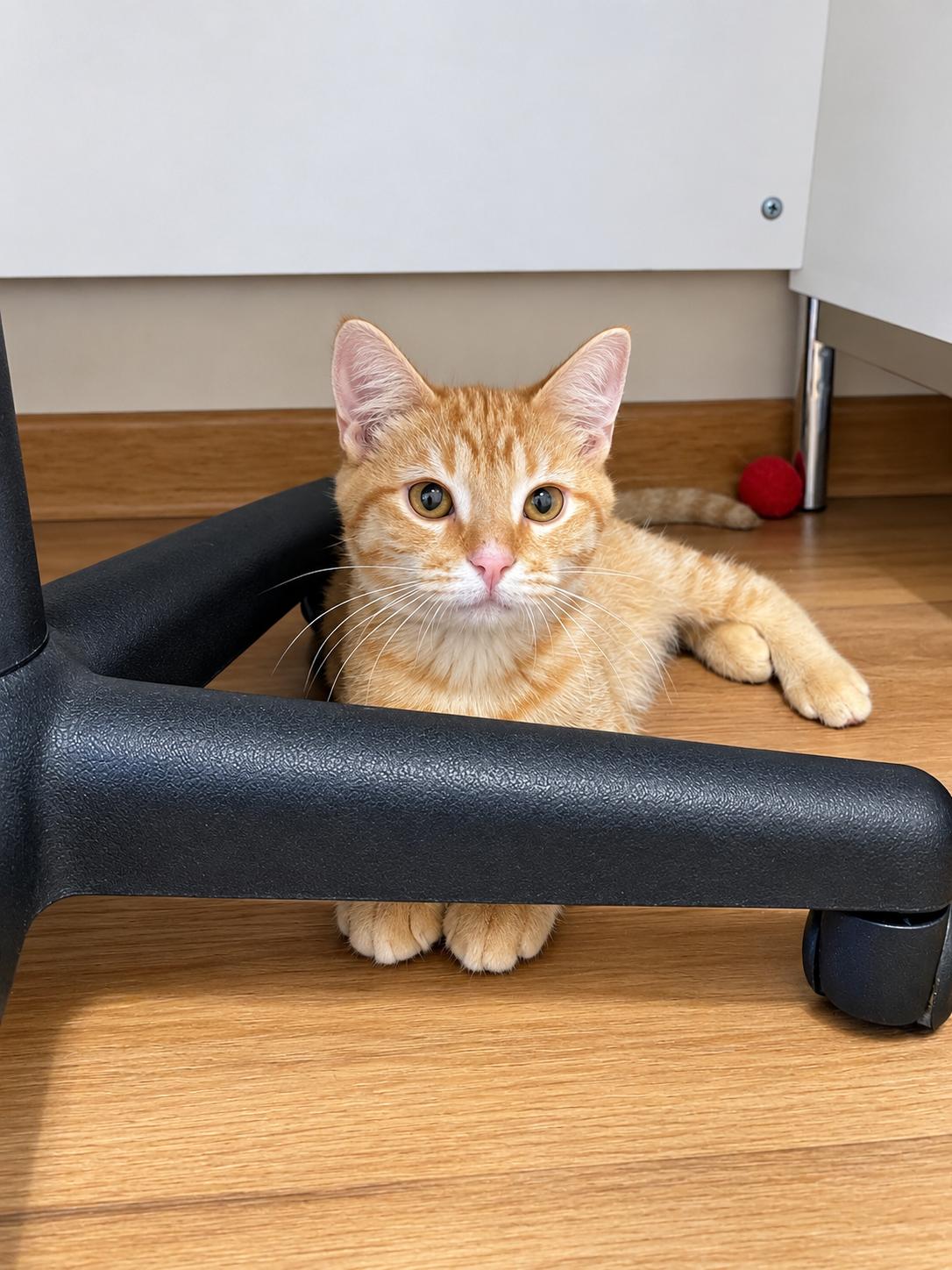 Enlarge Spud, a Adoptable Tabby in Pickerington, OH image 3/6