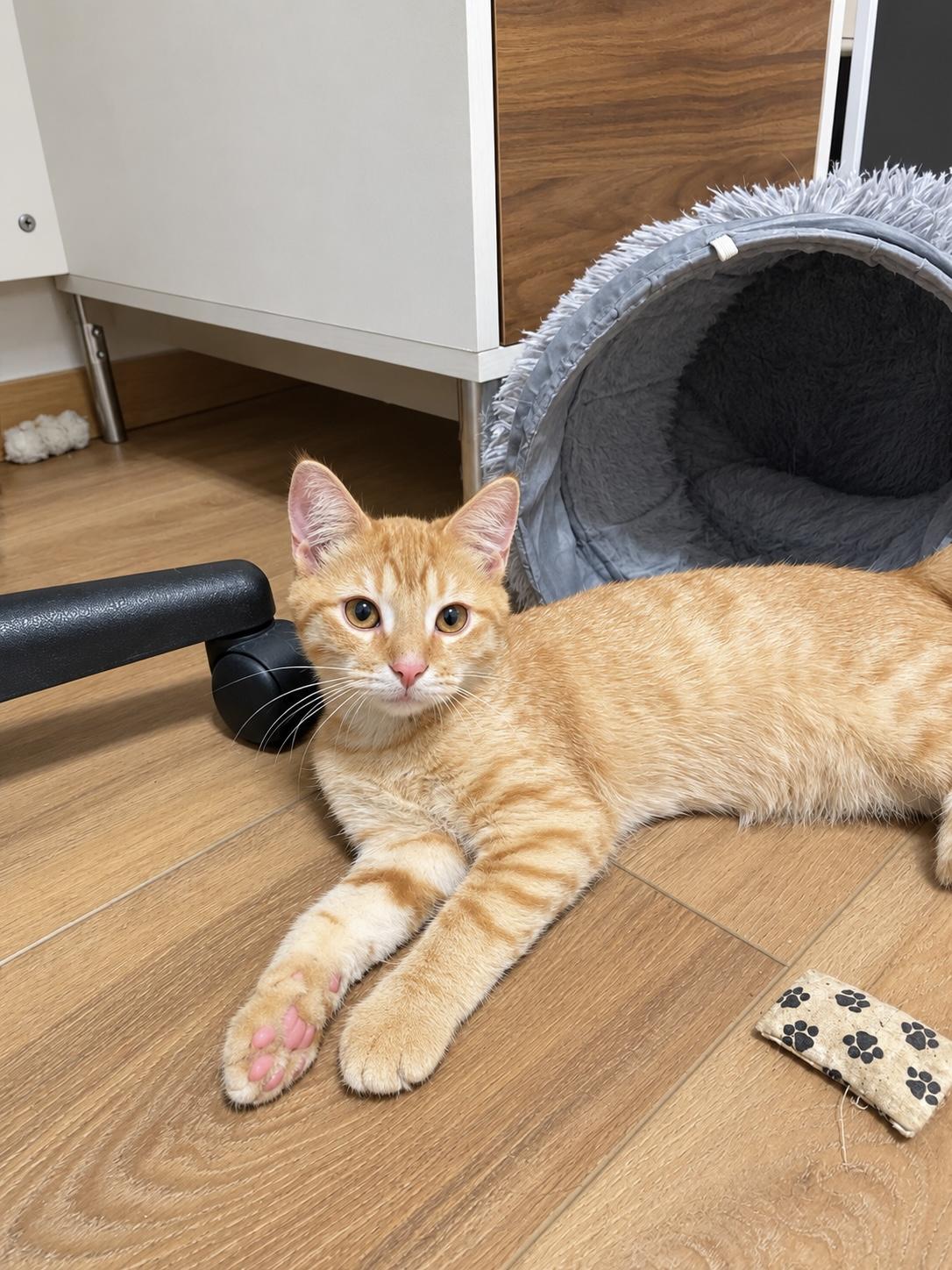 Enlarge Spud, a Adoptable Tabby in Pickerington, OH image 4/6
