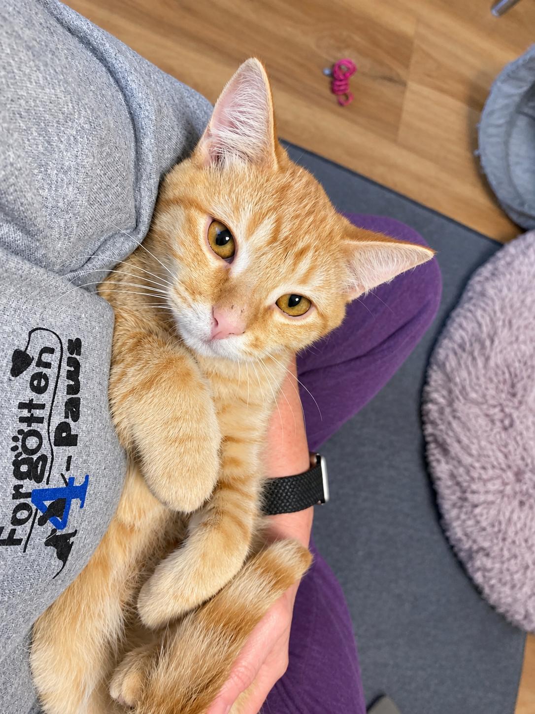 Enlarge Spud, a Adoptable Tabby in Pickerington, OH image 2/6