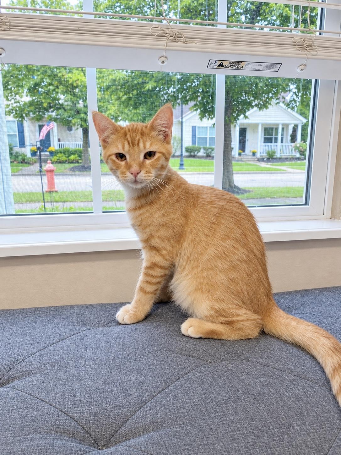 Enlarge Spud, a Adoptable Tabby in Pickerington, OH image 5/6