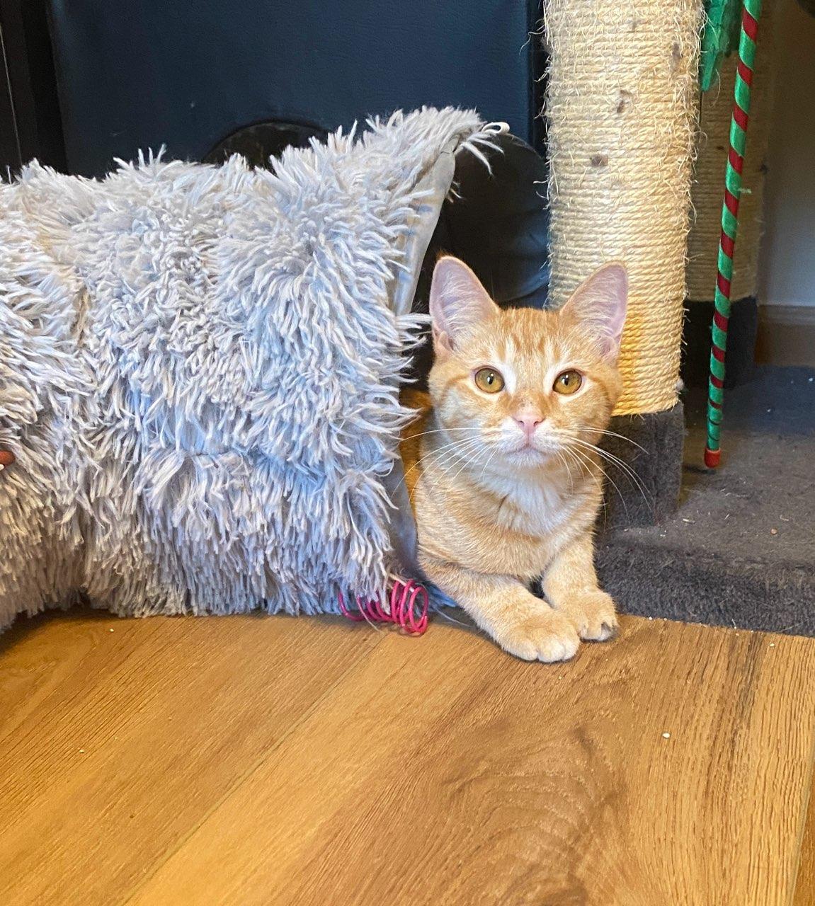 Enlarge Spud, a Adoptable Tabby in Pickerington, OH image 6/6