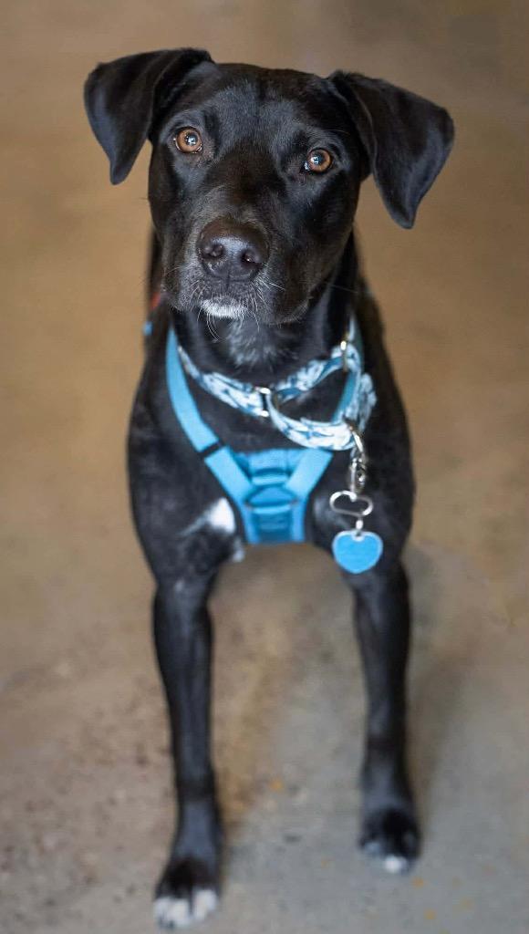 Enlarge Hudson Hayes, a Adoptable mixed breed in Savage, MN image 1/5