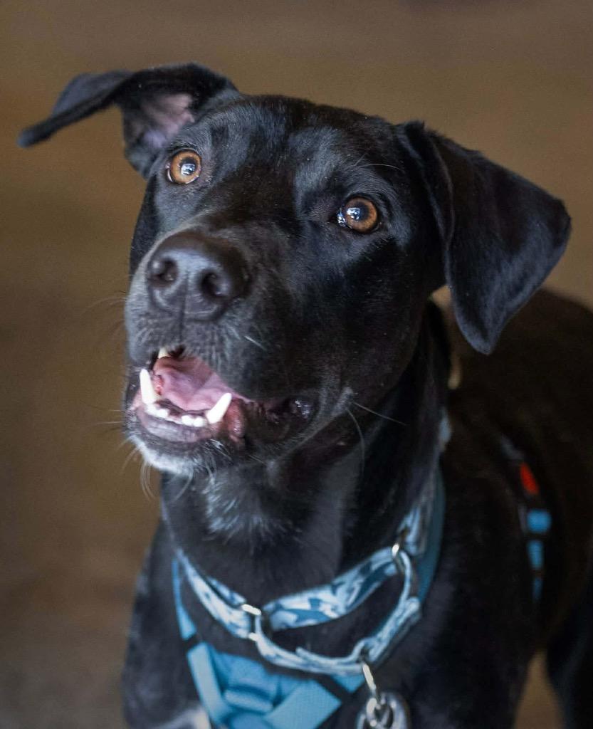 Enlarge Hudson Hayes, a Adoptable mixed breed in Savage, MN image 2/5