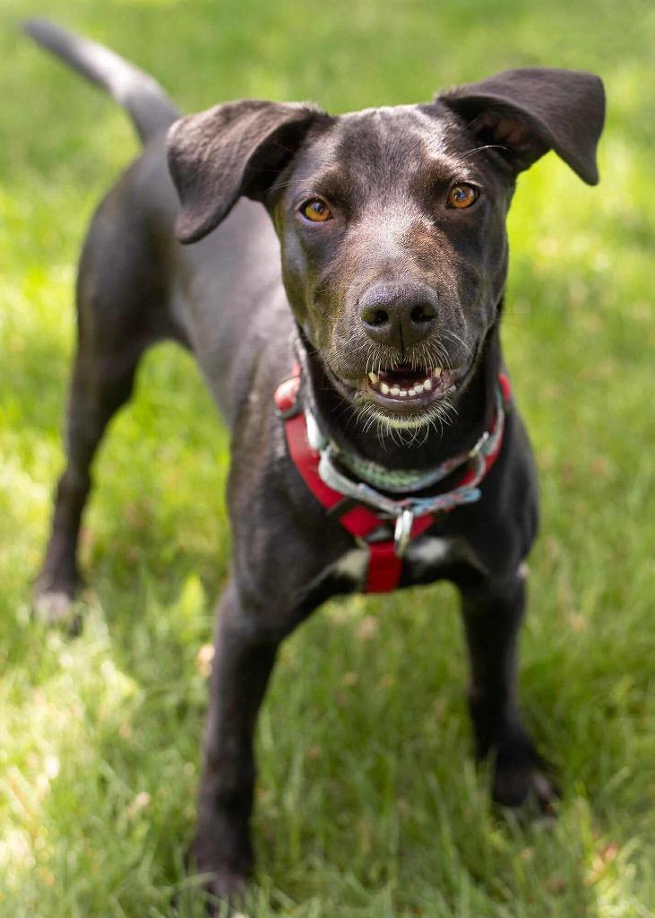Enlarge Hudson Hayes, a Adoptable mixed breed in Savage, MN image 4/5