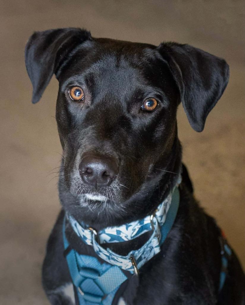 Enlarge Hudson Hayes, a Adoptable mixed breed in Savage, MN image 5/5