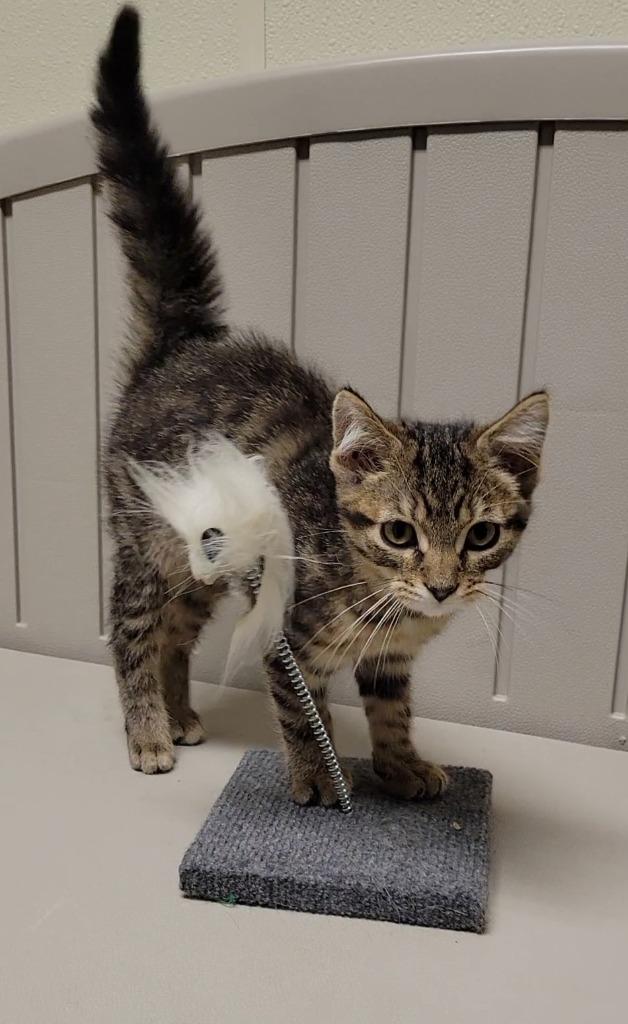 DODGER, Adoptable, Young Male Domestic Short Hair.