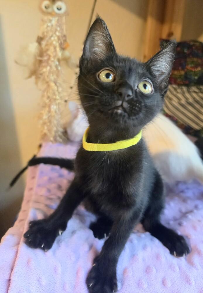 Ladle, Adoptable, Kitten Male Bombay.