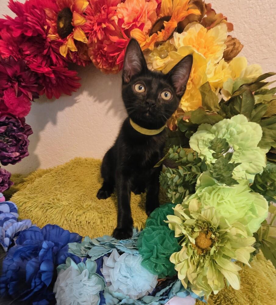 Enlarge Ladle, a Adoptable mixed breed in Austin, TX image 2/6