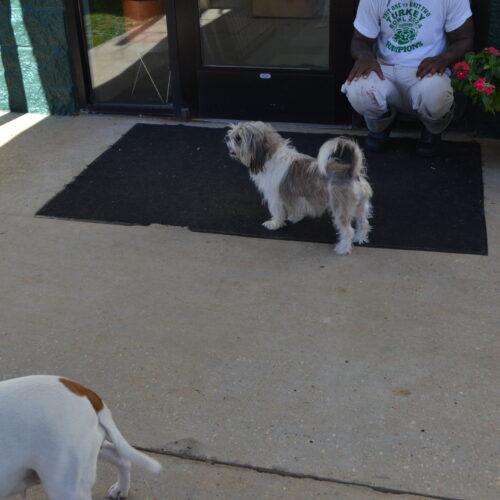 Fendi, Adoptable, Adult Male Shih Tzu.
