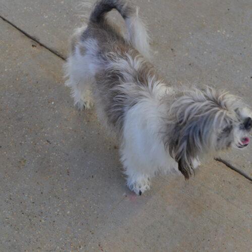 Enlarge Fendi, a Adoptable Shih Tzu in Jackson, LA image 2/3