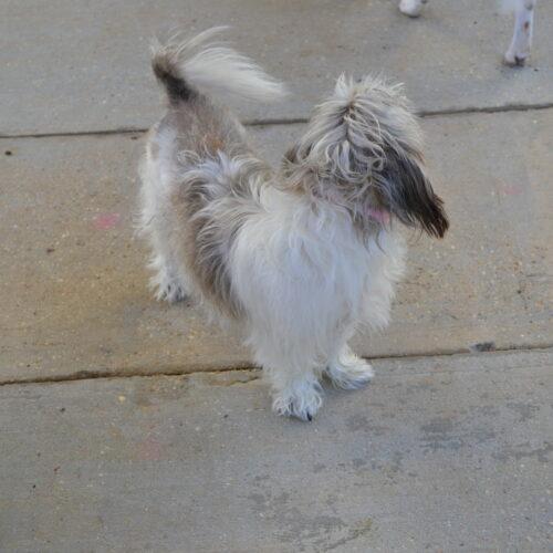 Enlarge Fendi, a Adoptable Shih Tzu in Jackson, LA image 3/3