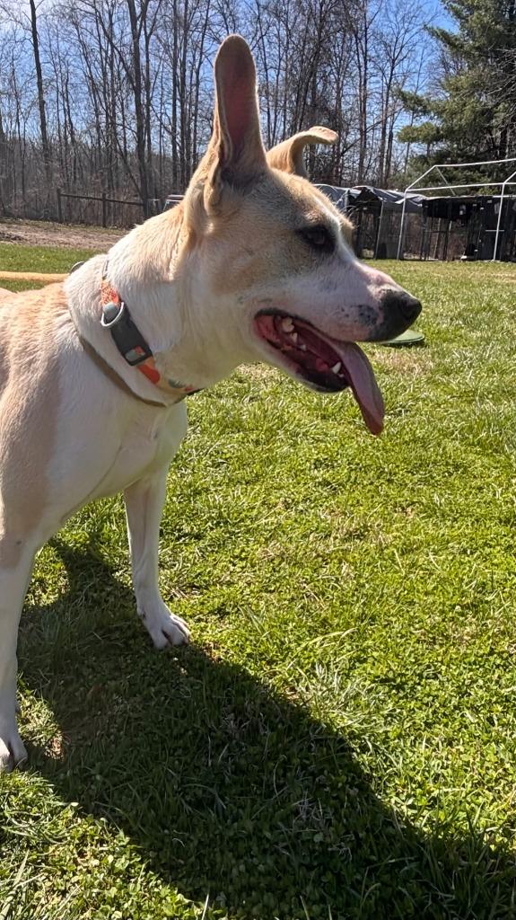 Heidi, Adoptable, Young Female Pit Bull Terrier.